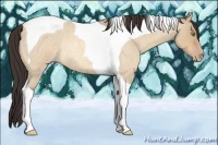 Horse Color:Amber Champagne Roan Dun Tobiano Rabicano