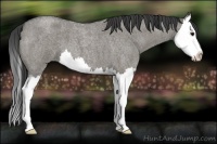 Horse Color:Smoky Grullo Roan Splash 