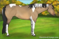 Horse Color:Buckskin Dun Tobiano