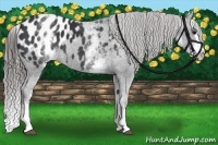 Horse Color:White Spotted Black Splash Appaloosa 