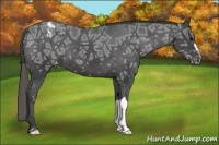 Horse Color:Smoky Black Ice Appaloosa