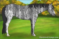 Horse Color:Black Ice 
