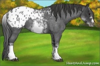 Horse Color:White Spotted Blue Roan Splash Frame Appaloosa