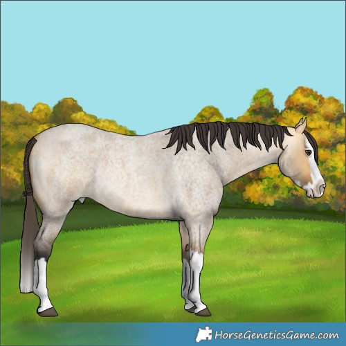 Horse Color:Buckskin Roan Dun Splash