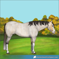 Horse Color:Buckskin Roan Dun Splash 
