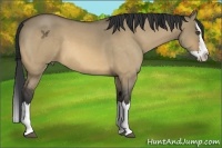 Horse Color:Buckskin Roan Dun Splash 