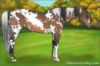 Horse Color:White Spotted Buckskin 