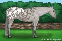 Horse Color:Grullo Appaloosa 
