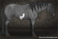 Horse Color:Blue Roan Frame 