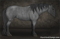 Horse Color:Blue Roan 