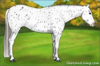 Horse Color:Black Appaloosa 