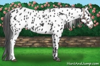 Horse Color:Black Appaloosa