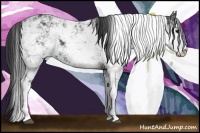 Horse Color:Black Sabino 