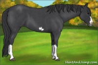 Horse Color:Blue Roan Splash Frame Rabicano 