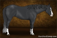 Horse Color:Black Splash
