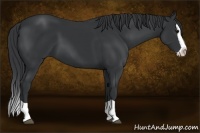 Horse Color:Black Splash 