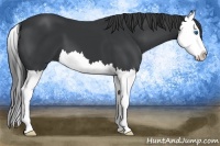 Horse Color:Black Splash