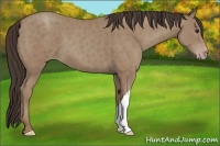 Horse Color:Classic Champagne 