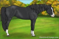 Horse Color:Black Splash