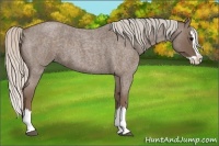 Horse Color:Silver Blue Roan Splash 