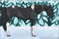 Horse Color:Black Tobiano 