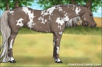 Horse Color:White Spotted Silver Black 