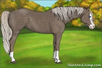 Horse Color:Silver Black Splash