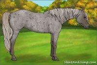 Horse Color:Silver Blue Roan 