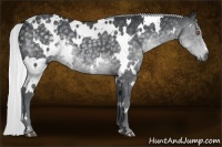 Horse Color:White Spotted Silver Black Chinchilla 