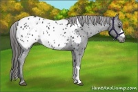 Horse Color:Black Appaloosa