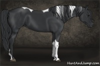 Horse Color:Black Tobiano 