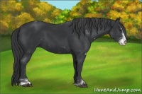 Horse Color:Black Sabino