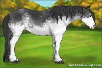 Horse Color:White Spotted Black