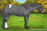Horse Color:Black Appaloosa