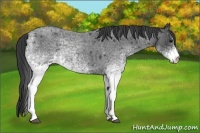 Horse Color:White Spotted Blue Roan 