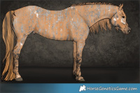 Horse Color:White Spotted Blue Roan  Brindle