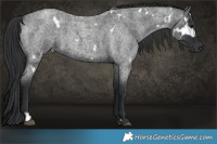 Horse Color:White Spotted Blue Roan Brindle