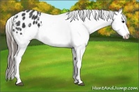 Horse Color:Black Appaloosa 