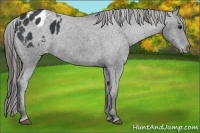 Horse Color:Black Appaloosa 