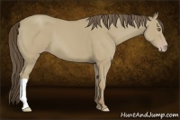 Horse Color:Classic Cream Champagne