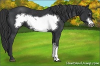Horse Color:Black Frame Rabicano 