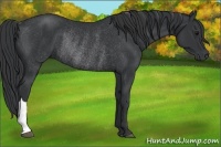 Horse Color:Black Rabicano 
