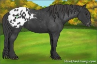 Horse Color:Black Appaloosa Rabicano 