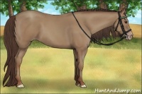 Horse Color:Classic Champagne 