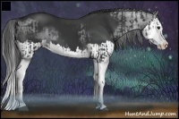 Horse Color:Black Splash and Black Splash