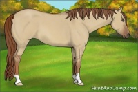 Horse Color:Red Dun Roan 