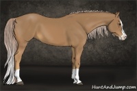 Horse Color:Palomino Splash