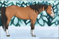 Horse Color:Bay Splash 