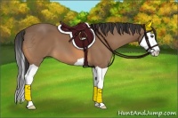 Horse Color:Buckskin Splash 
