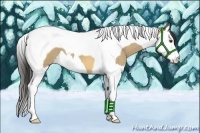 Horse Color:Buckskin Dun Splash Tobiano